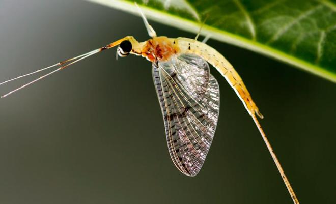 水越清就代表水质越好？水监测的黄金标准这三种丑虫子不简单！(图7)