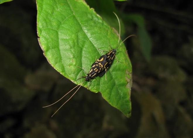 水越清就代表水质越好？水监测的黄金标准这三种丑虫子不简单！(图2)