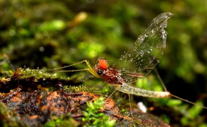 水越清就代表水质越好？水监测的黄金标准这三种丑虫子不简单！(图9)