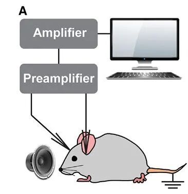 神经环路应用（41）丨啮齿动物听觉刺激引发反应(图2)