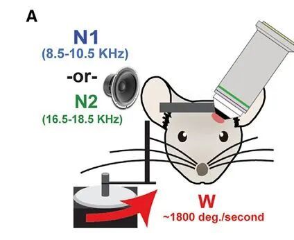 神经环路应用（41）丨啮齿动物听觉刺激引发反应