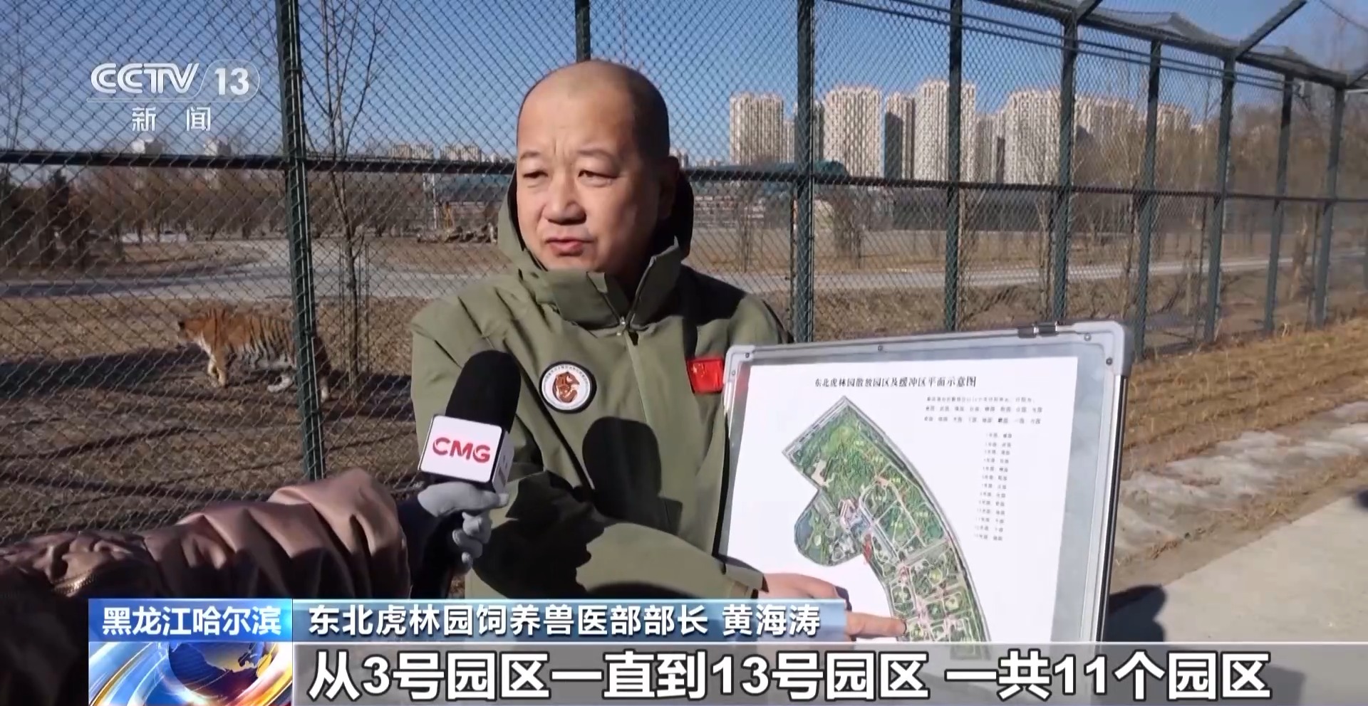 300多只东北虎轮流“轻断食”断食对老虎有影响吗？